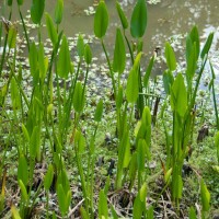 Pickerel Weed